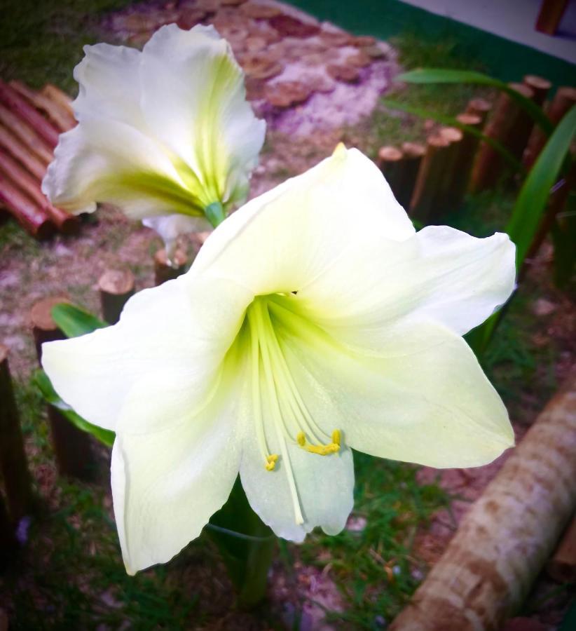 Pousada Tauane Caraiva Ngoại thất bức ảnh